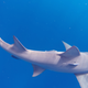 Illustration for article titled Fun with Sharkies
